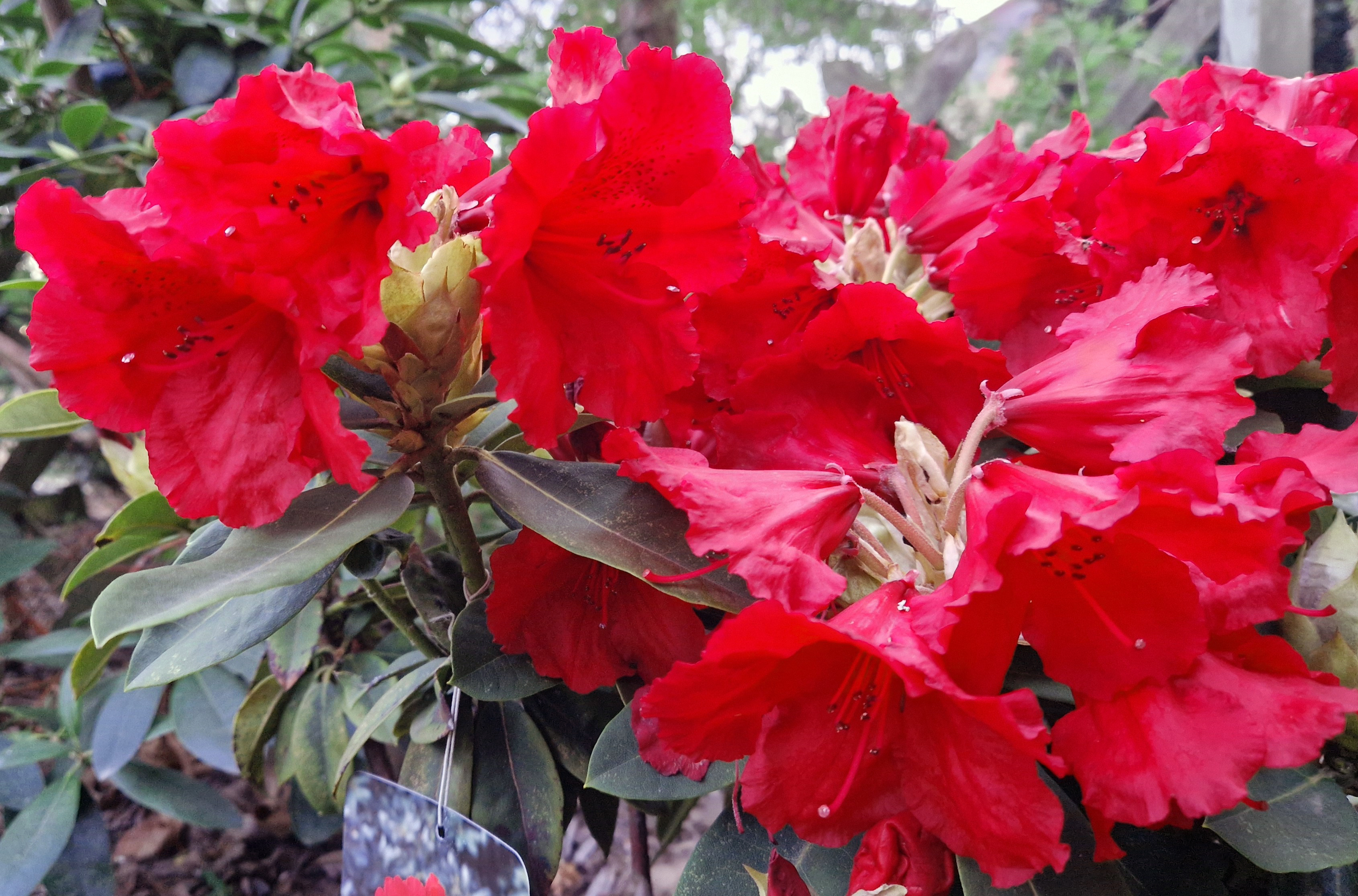 Rhododendronstrauss - Rhododendron und Azaleen - Tage der offenen Tr