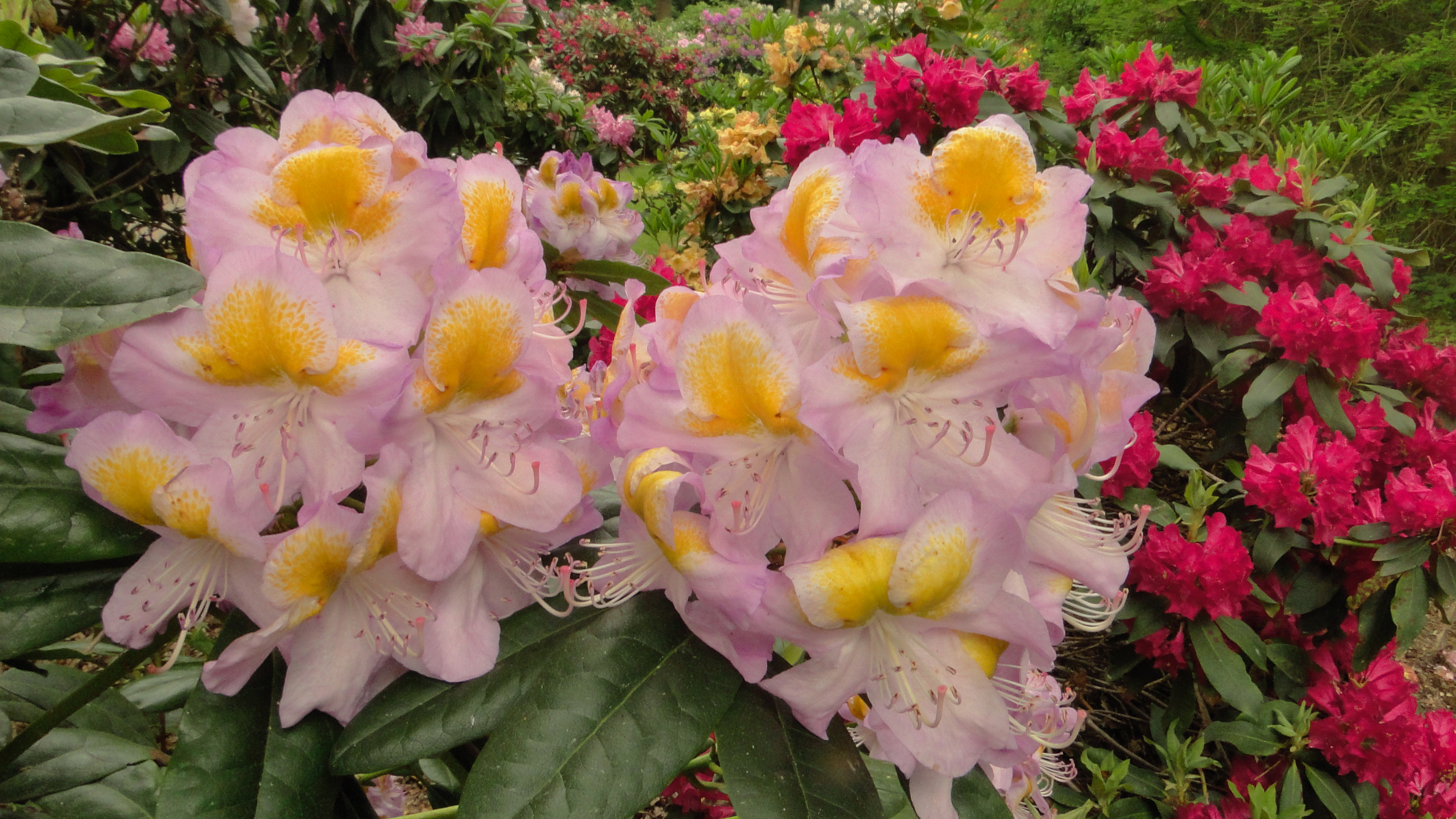 Rhododendronstrauss Rhododendron und Azaleen Galerie