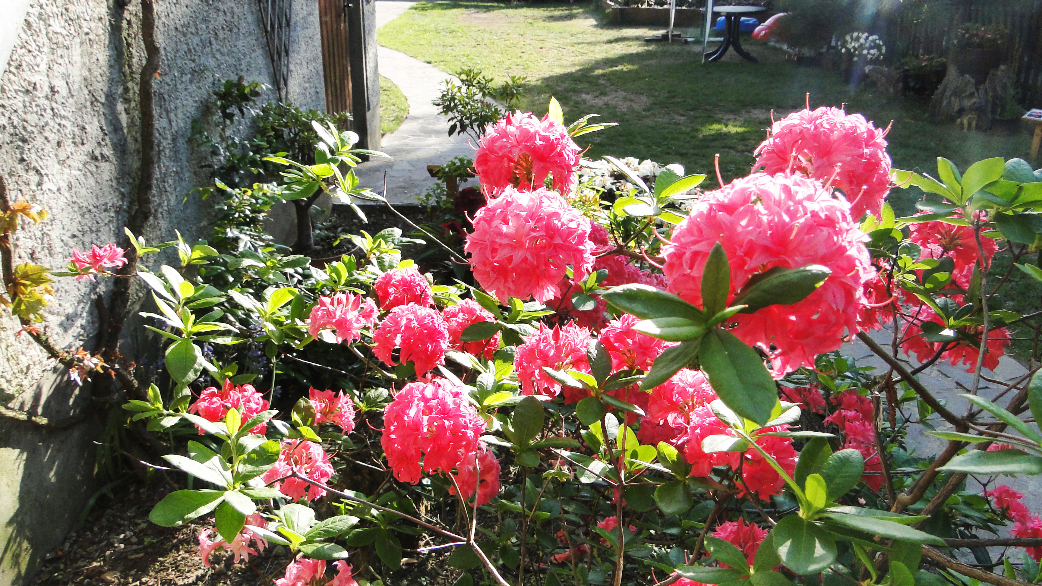 Rhododendronstrauss Rhododendron und Azaleen Galerie