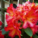 Abraxas (geschützter Standort erforderlich)