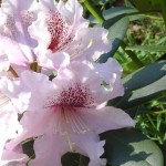 Admiral Vanessa (starkwüchsig)