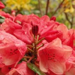 Amaretto (alte Züchtung, oft etwas fleckiges Laub, geschützter Standort)