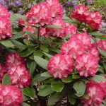 Ann Lindsay (starker breitrunder Wuchs)