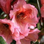 Ariadne (starkwüchsig)