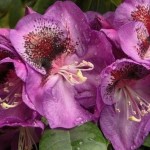 Bariton (starkwüchsig)