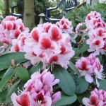 Belami (aufrechter kräftiger Wuchs)