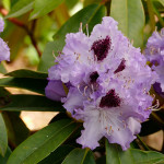 Blue Peter (breitrunder kräftiger Wuchs)