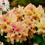 Brasilia (breitrunder Wuchs) färbt während Blüte von lachsorange in gelb um