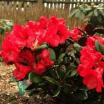 Burletta (langsamer Wuchs, gut geschützter Standort, leuchtend rote Blütenknospen)