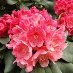 Capriccio (für geschützten Standort)