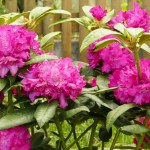 catawbiense Caractacus (robust und starkwüchsig)