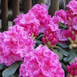 Claudine (starkwüchsig, robust, relativ sonnenverträglich)