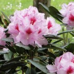 Diadem (für schattigen Standort)