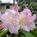 Feenschleier (lockerer Wuchs, geschützter Standort)