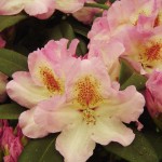 Felicitas (ungewöhnliche Farbkombination)