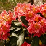 Flautando (breitrunder Wuchs, in der Jugend wenig Blütenansatz)