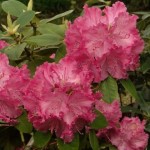 Germania (starker breitunder Wuchs)