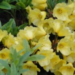 Golden Everest (gut geschützter Standort erforderlich!)