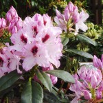 Graffito (kräftiger lockerer Wuchs)