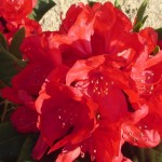 Hachmann's Feuerschein (breit aufrechter Wuchs, gewelltes Laub)