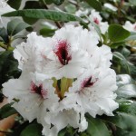 Hachmann's Picobello