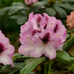 Herbstfreude (ein Teil der Blüten öffnet sich im Herbst)