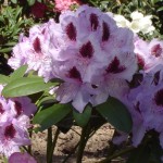 Humboldt (alte robuste Sorte)