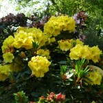 Junigold (Neuzüchtung für geschützten Standort)