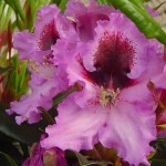 Kabarett (breit aufrechter Wuchs, sehr attraktive Blüten)