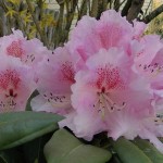 Kromlauer Parkperle (zeitige Blüte)