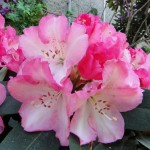 Lem's Monarch (starkwüchsig, für geschützten Standort)