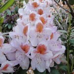 Mrs. Th. Lowinsky (starkwüchsig, späte Blüte, gut sonnen- und hitzeverträglich)