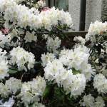 Madame Masson (robust, starkwüchsig)