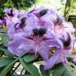 Metallica (kräftiger breiter Wuchs)