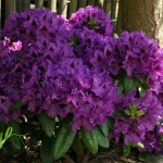 Mogambo (breit kompakter Wuchs, sehr großblumig)