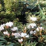 Needle Dane (zeitige Blüte)