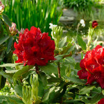 Negrito (m.E. eine der besten roten Züchtungen)