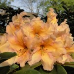 Norfolk Candy (bei günstiger Witterung Nachblüte im Herbst)