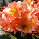 Orange Flirt (für gschützten Standort)