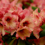 Orangeola (breitrunder Wuchs)