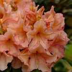 Orangina (breitrunder Wuchs)