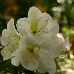 Phyllis Korn (locker straff aufrechter Wuchs)