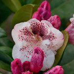 Prinsess Maxima (holländische Züchtung)