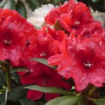 Rabatz (für geschützten Standort)