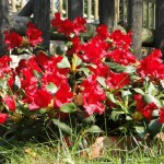 repens Baden Baden (langsamer kompakter Wuchs)