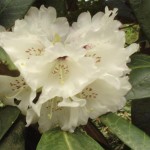 Rex (seltene Wildart mit riesigen Blättern für geschützten Standort)