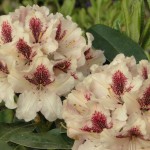 Sariska (nicht mehr erhältlich)