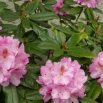 Scintillation (breitrunder Wuchs, leichter Duft)