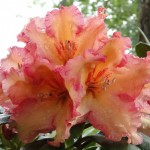 Showgirl (starkwüchsig, für gut geschützten halbschattigen Standort)