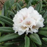 roxieanum Needle Dane (schmales Laub besonders nach Blüte zierend)